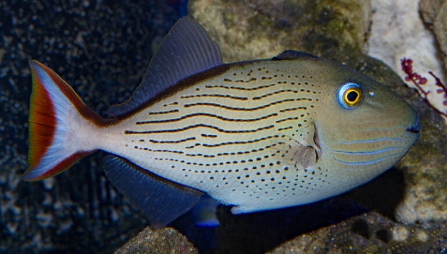 Xanthichthys lineopunctatus (small)