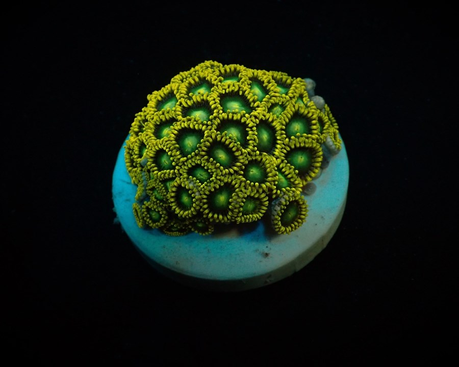 Zoanthus spp. (Radioactive Dragon Eye) (frag)