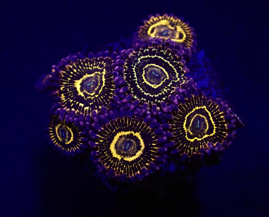 Zoanthus spp. (Stratosphere) (6 Polyps)