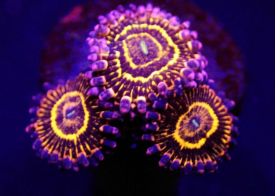 Zoanthus spp. (Stratosphere) (6 Polyps)